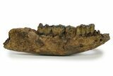 Fossil Rhino (Coelodonta) Right Mandible - Germany #295840-2